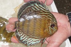 画像2: 【決算セール対象個体】【ワイルドディスカス】【通販】【今シーズン超希少種】アッパーテフェロイヤルグリーン【個体販売】14-16cm（生体）アッパーテフェ産 (2)