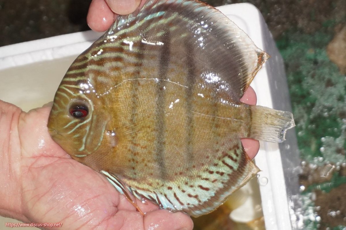 画像1: 【決算セール対象個体】【ワイルドディスカス】【通販】【今シーズン超希少種】アッパーテフェロイヤルグリーン【個体販売】14-16cm（生体）アッパーテフェ産 (1)