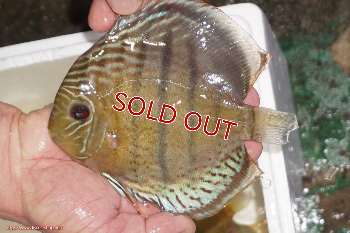 画像1: 【決算セール対象個体】【ワイルドディスカス】【通販】【今シーズン超希少種】アッパーテフェロイヤルグリーン【個体販売】14-16cm（生体）アッパーテフェ産 (1)