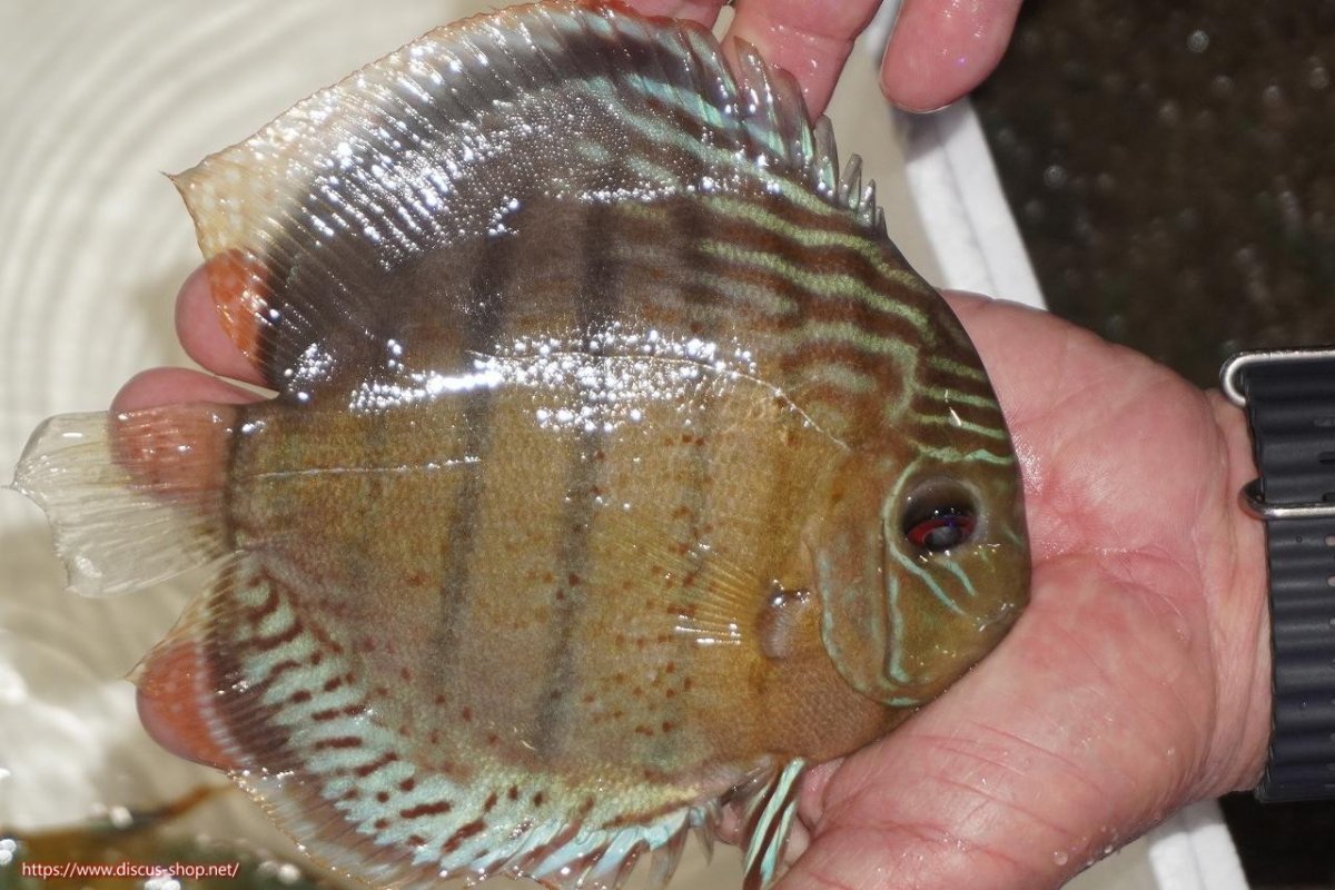 画像2: 【決算セール対象個体】【ワイルドディスカス】【通販】【今シーズン超希少種】アッパーテフェロイヤルグリーン【個体販売】14-16cm（生体）アッパーテフェ産 (2)