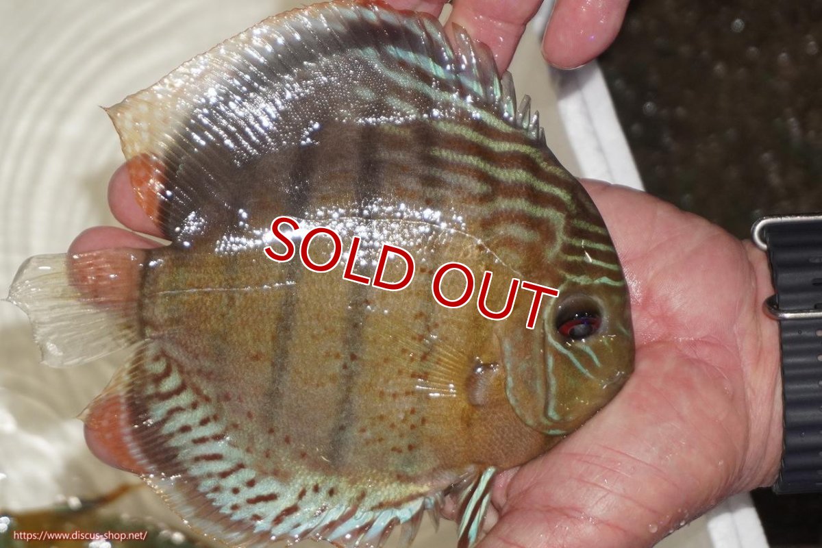 画像2: 【決算セール対象個体】【ワイルドディスカス】【通販】【今シーズン超希少種】アッパーテフェロイヤルグリーン【個体販売】14-16cm（生体）アッパーテフェ産 (2)