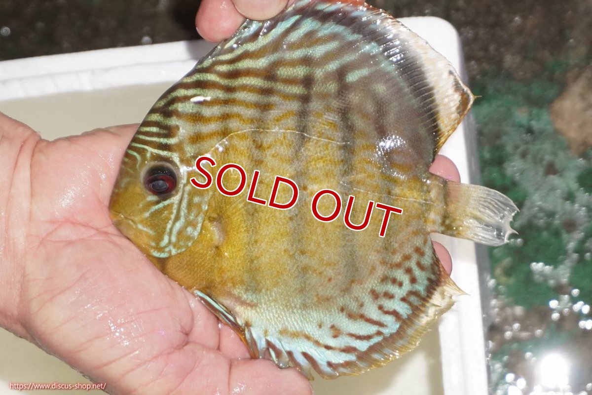 画像1: 【決算セール対象個体】【ワイルドディスカス】【通販】【今シーズン超希少種】アッパーテフェロイヤルグリーン【個体販売】14-16cm（生体）アッパーテフェ産 (1)