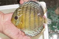 画像1: 【決算セール対象個体】【ワイルドディスカス】【通販】【今シーズン超希少種】アッパーテフェロイヤルグリーン【個体販売】14-16cm（生体）アッパーテフェ産 (1)