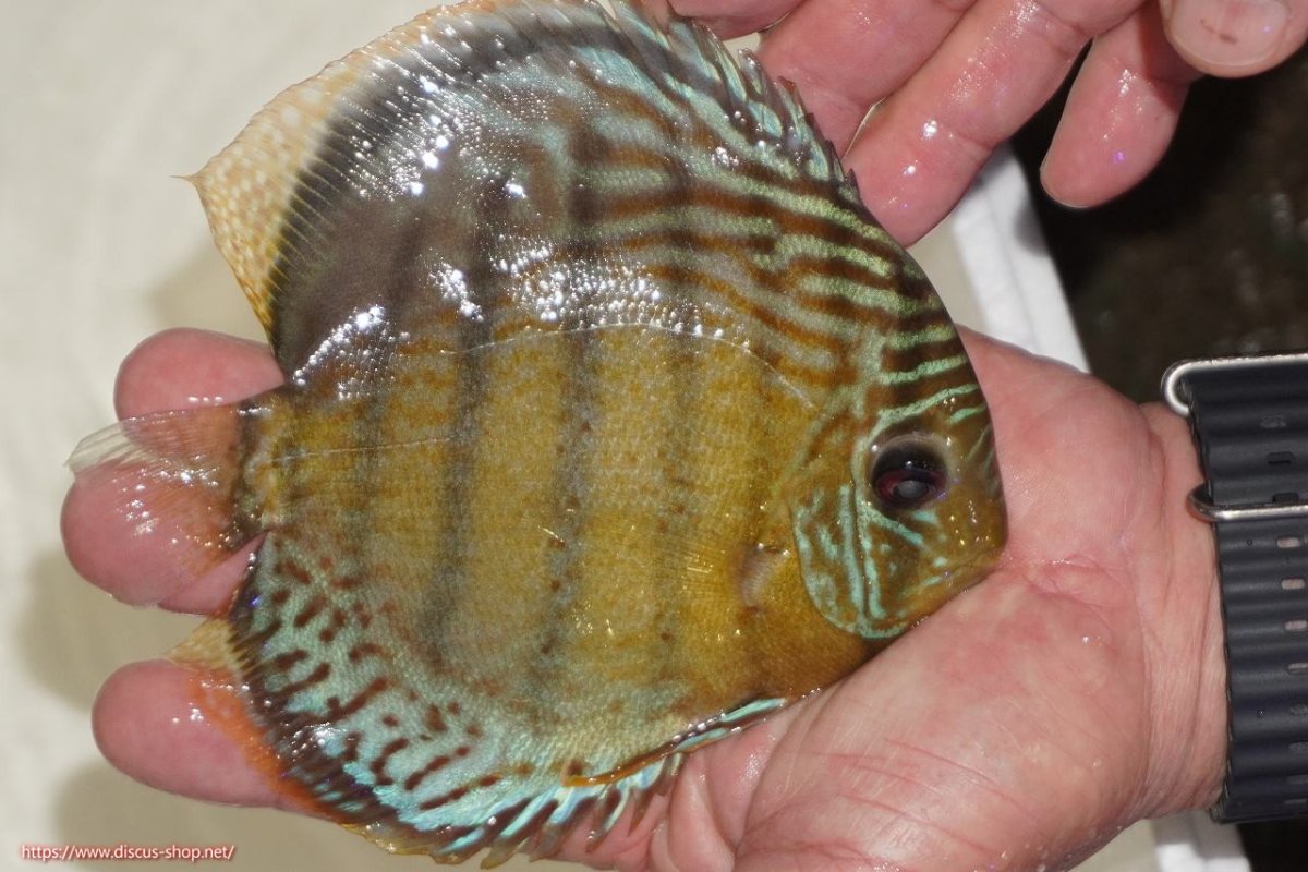 画像2: 【決算セール対象個体】【ワイルドディスカス】【通販】【今シーズン超希少種】アッパーテフェロイヤルグリーン【個体販売】14-16cm（生体）アッパーテフェ産 (2)