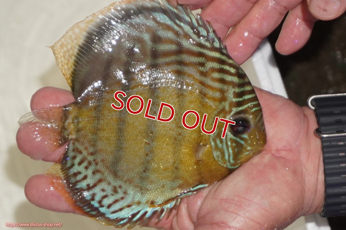 画像2: 【決算セール対象個体】【ワイルドディスカス】【通販】【今シーズン超希少種】アッパーテフェロイヤルグリーン【個体販売】14-16cm（生体）アッパーテフェ産 (2)