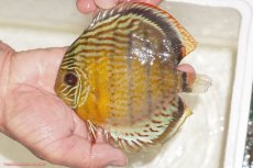 画像1: 【決算セール対象個体】【ワイルドディスカス】【通販】【今シーズン超希少種】アッパーテフェロイヤルグリーン【個体販売】14-16cm（生体）アッパーテフェ産 (1)