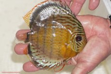 画像2: 【決算セール対象個体】【ワイルドディスカス】【通販】【今シーズン超希少種】アッパーテフェロイヤルグリーン【個体販売】14-16cm（生体）アッパーテフェ産 (2)