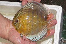 画像1: 【決算セール対象個体】【ワイルドディスカス】【通販】【今シーズン超希少種】アッパーテフェロイヤルグリーン【個体販売】14-16cm（生体）アッパーテフェ産 (1)