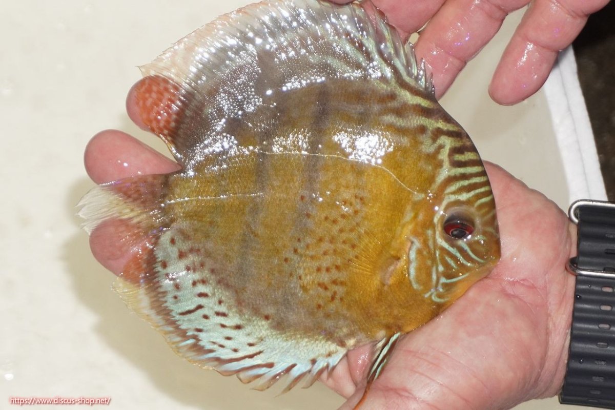 画像2: 【決算セール対象個体】【ワイルドディスカス】【通販】【今シーズン超希少種】アッパーテフェロイヤルグリーン【個体販売】14-16cm（生体）アッパーテフェ産 (2)