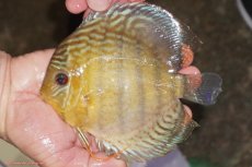 画像1: 【決算セール対象個体】【ワイルドディスカス】【通販】【今シーズン超希少種】アッパーテフェロイヤルグリーン【個体販売】14-16cm（生体）アッパーテフェ産 (1)