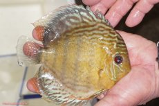 画像2: 【決算セール対象個体】【ワイルドディスカス】【通販】【今シーズン超希少種】アッパーテフェロイヤルグリーン【個体販売】14-16cm（生体）アッパーテフェ産 (2)