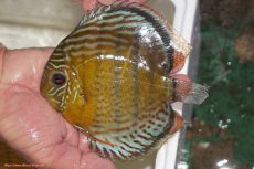 画像1: 【決算セール対象個体】【ワイルドディスカス】【通販】【今シーズン超希少種】アッパーテフェロイヤルグリーン【個体販売】14-16cm（生体）アッパーテフェ産 (1)