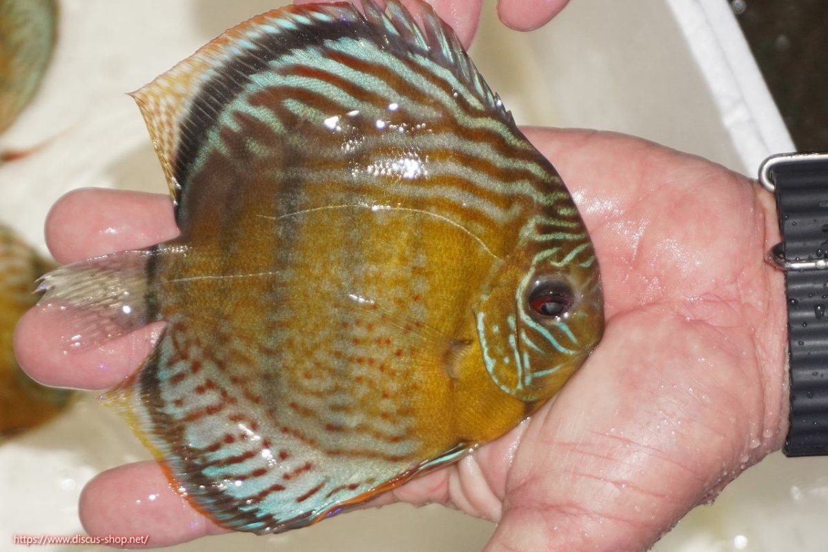 画像2: 【決算セール対象個体】【ワイルドディスカス】【通販】【今シーズン超希少種】アッパーテフェロイヤルグリーン【個体販売】14-16cm（生体）アッパーテフェ産 (2)