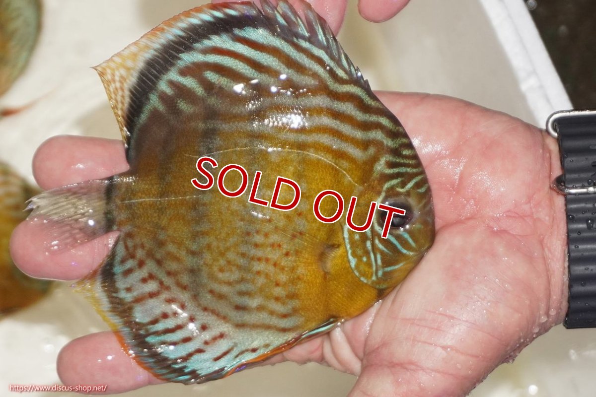 画像2: 【決算セール対象個体】【ワイルドディスカス】【通販】【今シーズン超希少種】アッパーテフェロイヤルグリーン【個体販売】14-16cm（生体）アッパーテフェ産 (2)