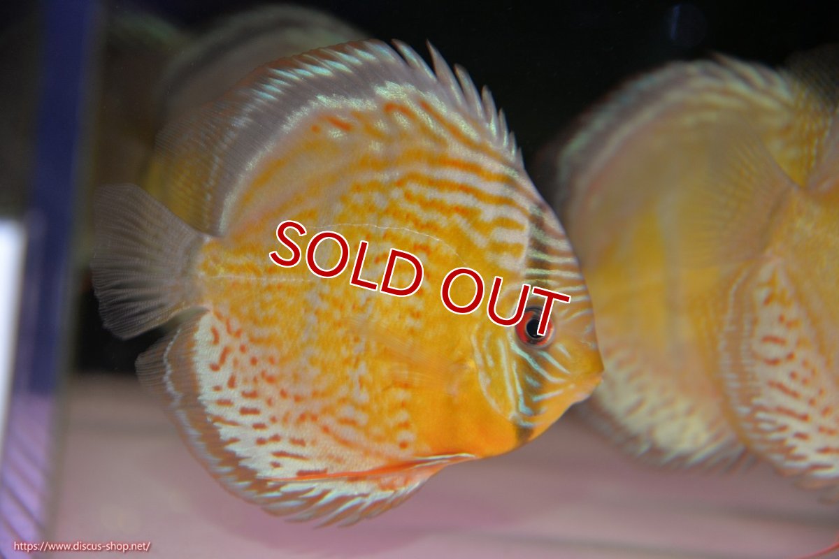 画像1: 【決算セール対象個体】【ワイルドディスカス】【通販】【今シーズン超希少種】アッパーテフェロイヤルグリーン【個体販売】14-16cm（生体）アッパーテフェ産 (1)