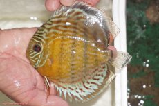 画像1: 【決算セール対象個体】【ワイルドディスカス】【通販】【今シーズン超希少種】アッパーテフェロイヤルグリーン【個体販売】14-16cm（生体）アッパーテフェ産 (1)