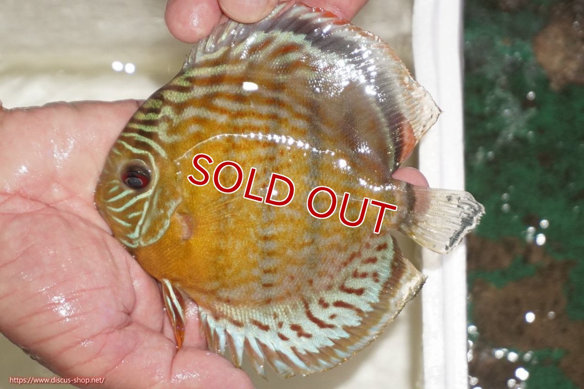 画像2: 【決算セール対象個体】【ワイルドディスカス】【通販】【今シーズン超希少種】アッパーテフェロイヤルグリーン【個体販売】14-16cm（生体）アッパーテフェ産 (2)