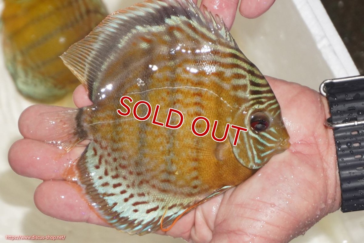 画像3: 【決算セール対象個体】【ワイルドディスカス】【通販】【今シーズン超希少種】アッパーテフェロイヤルグリーン【個体販売】14-16cm（生体）アッパーテフェ産 (3)