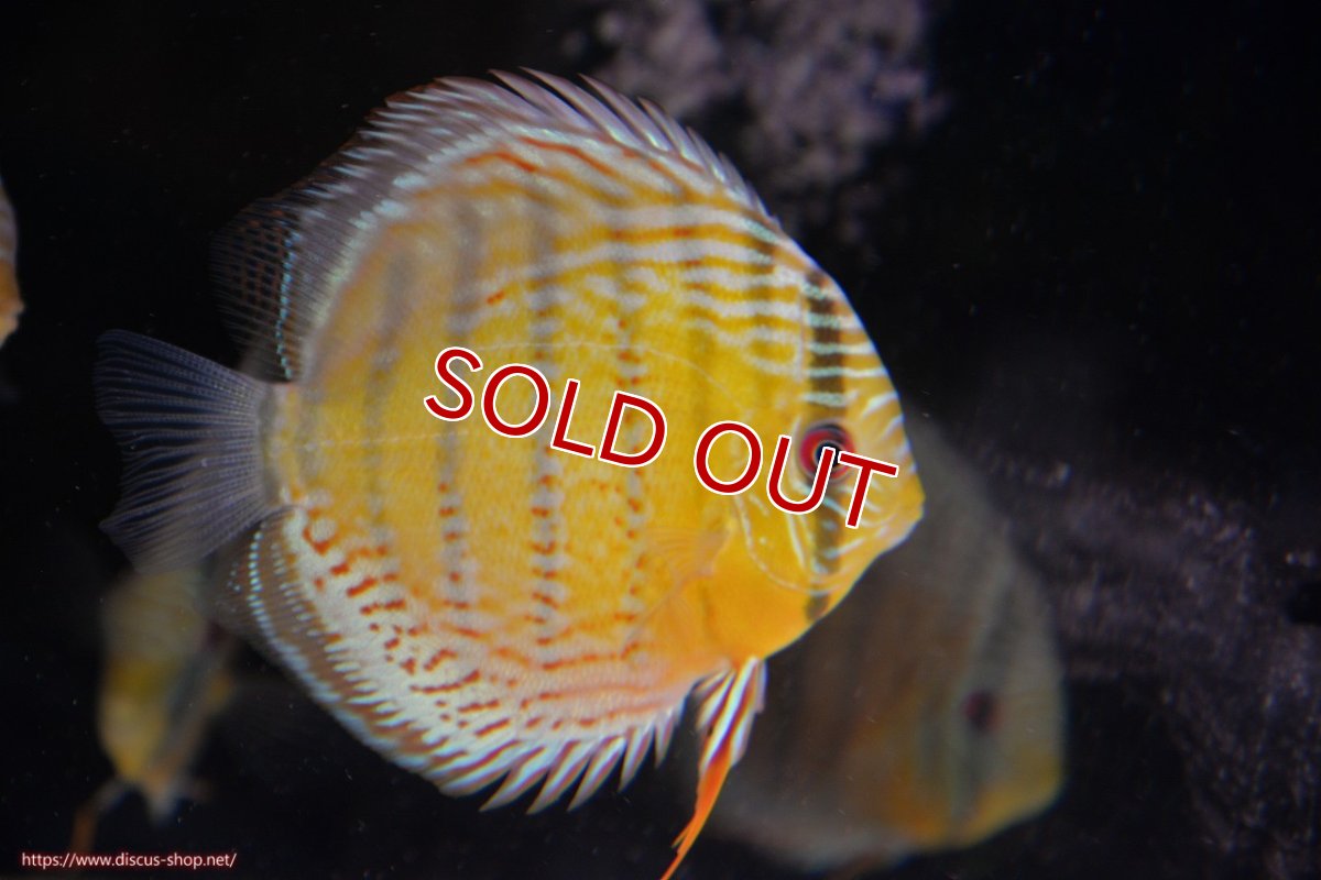 画像1: 【決算セール対象個体】【ワイルドディスカス】【通販】【今シーズン超希少種】アッパーテフェロイヤルグリーン【個体販売】14-16cm（生体）アッパーテフェ産 (1)