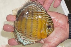 画像2: 【決算セール対象個体】【ワイルドディスカス】【通販】【今シーズン超希少種】アッパーテフェロイヤルグリーン【個体販売】14-16cm（生体）アッパーテフェ産 (2)