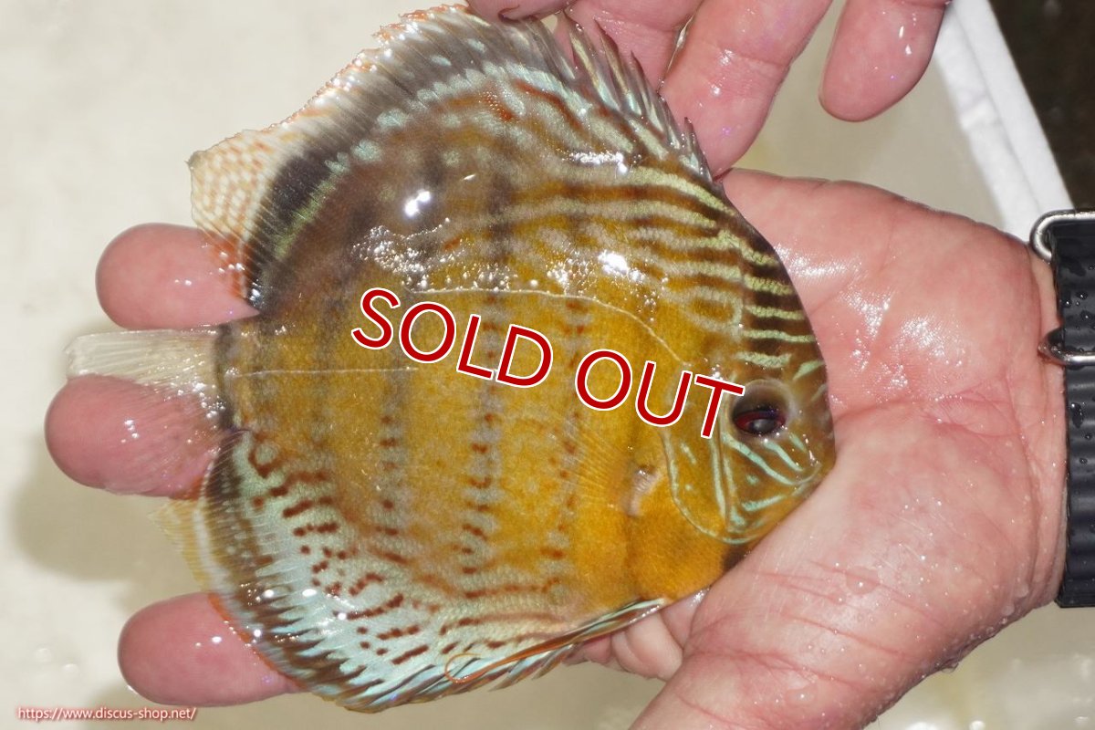 画像3: 【決算セール対象個体】【ワイルドディスカス】【通販】【今シーズン超希少種】アッパーテフェロイヤルグリーン【個体販売】14-16cm（生体）アッパーテフェ産 (3)