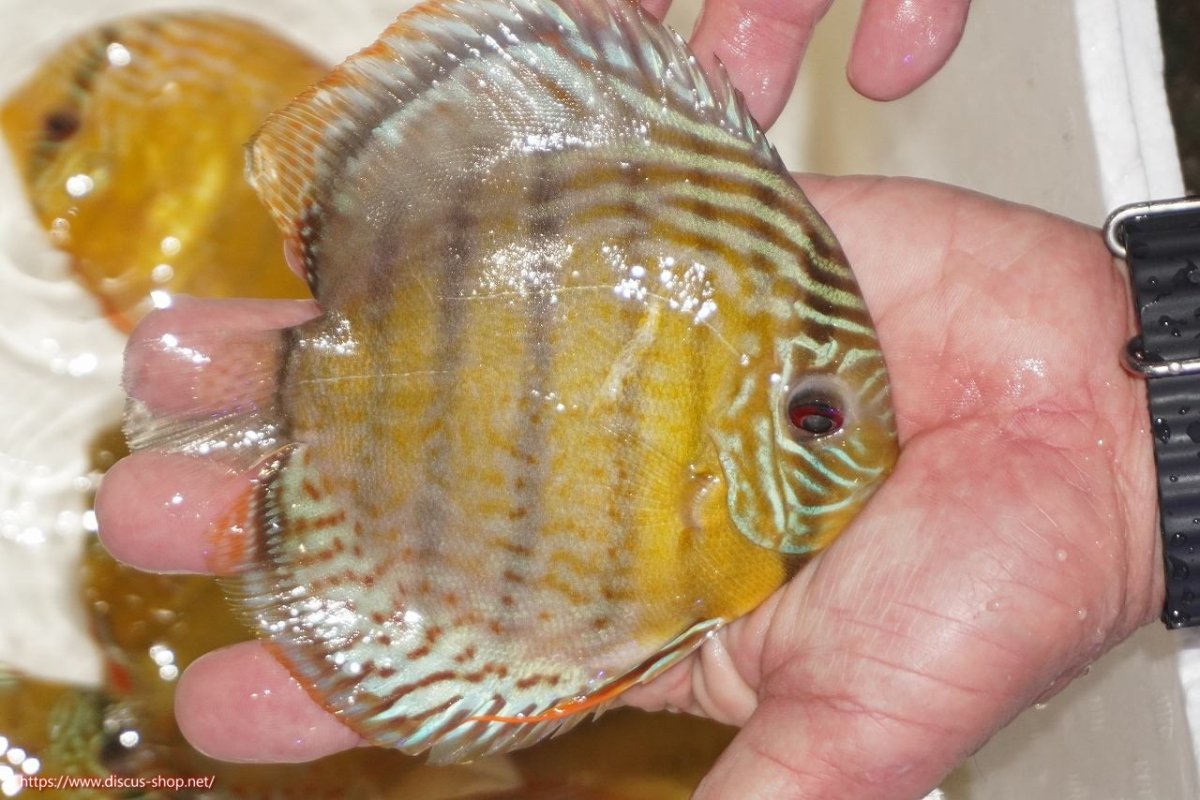 画像2: 【決算セール対象個体】【ワイルドディスカス】【通販】【今シーズン超希少種】アッパーテフェロイヤルグリーン【個体販売】12-13cm（生体）アッパーテフェ産 (2)