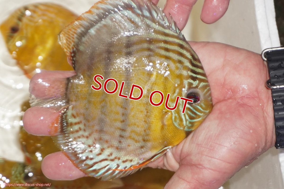 画像2: 【決算セール対象個体】【ワイルドディスカス】【通販】【今シーズン超希少種】アッパーテフェロイヤルグリーン【個体販売】12-13cm（生体）アッパーテフェ産 (2)