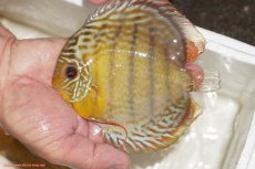 画像1: 【決算セール対象個体】【ワイルドディスカス】【通販】【今シーズン超希少種】アッパーテフェロイヤルグリーン【個体販売】12-13cm（生体）アッパーテフェ産 (1)