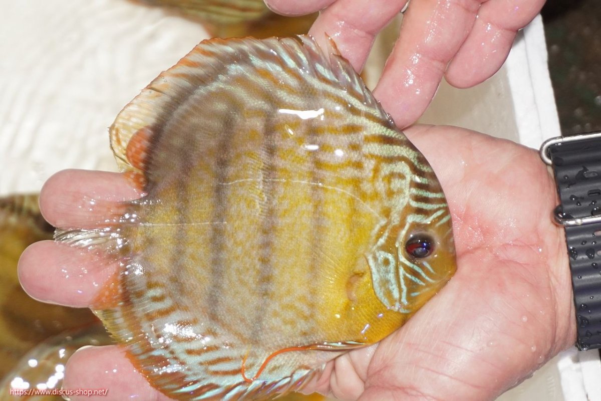 画像2: 【決算セール対象個体】【ワイルドディスカス】【通販】【今シーズン超希少種】アッパーテフェロイヤルグリーン【個体販売】12-13cm（生体）アッパーテフェ産 (2)