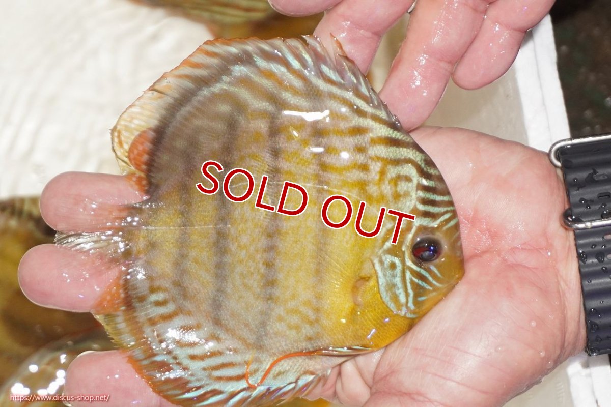 画像2: 【決算セール対象個体】【ワイルドディスカス】【通販】【今シーズン超希少種】アッパーテフェロイヤルグリーン【個体販売】12-13cm（生体）アッパーテフェ産 (2)