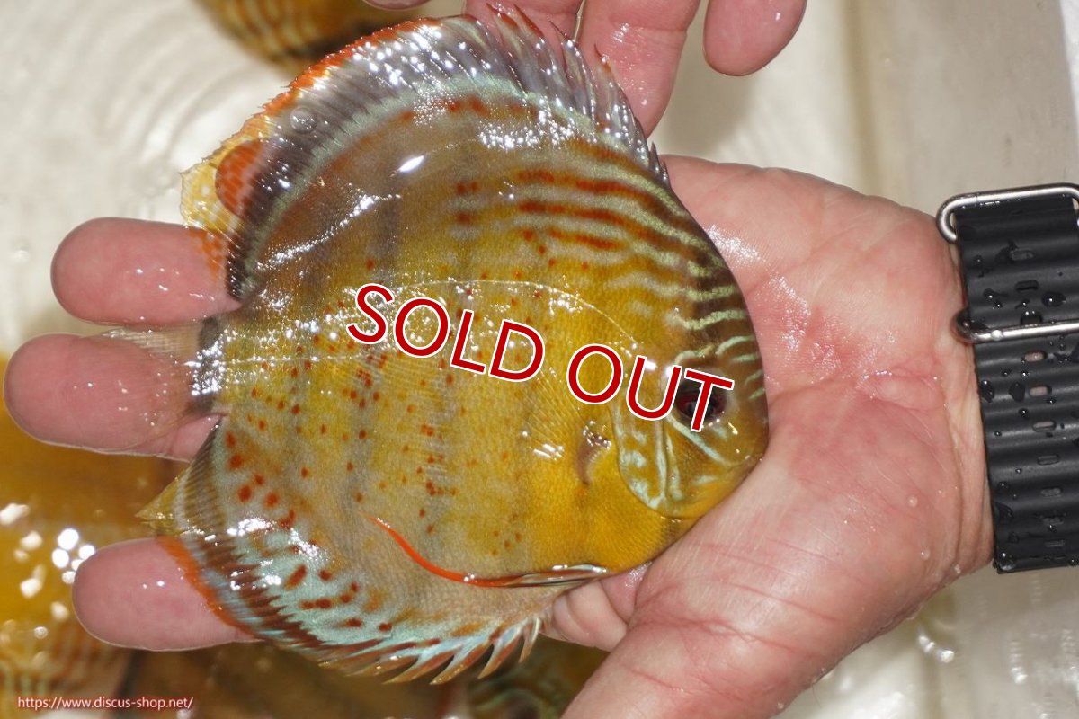 画像2: 【決算セール対象個体】【ワイルドディスカス】【通販】【今シーズン超希少種】アッパーテフェロイヤルグリーン【個体販売】12-13cm（生体）アッパーテフェ産 (2)