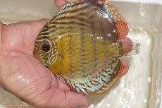 画像1: 【決算セール対象個体】【ワイルドディスカス】【通販】【今シーズン超希少種】アッパーテフェロイヤルグリーン【個体販売】12-13cm（生体）アッパーテフェ産 (1)