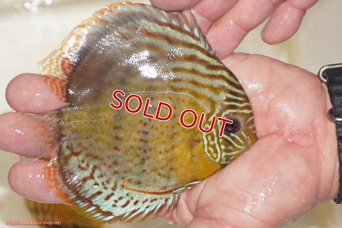 画像2: 【決算セール対象個体】【ワイルドディスカス】【通販】【今シーズン超希少種】アッパーテフェロイヤルグリーン【個体販売】12-13cm（生体）アッパーテフェ産 (2)