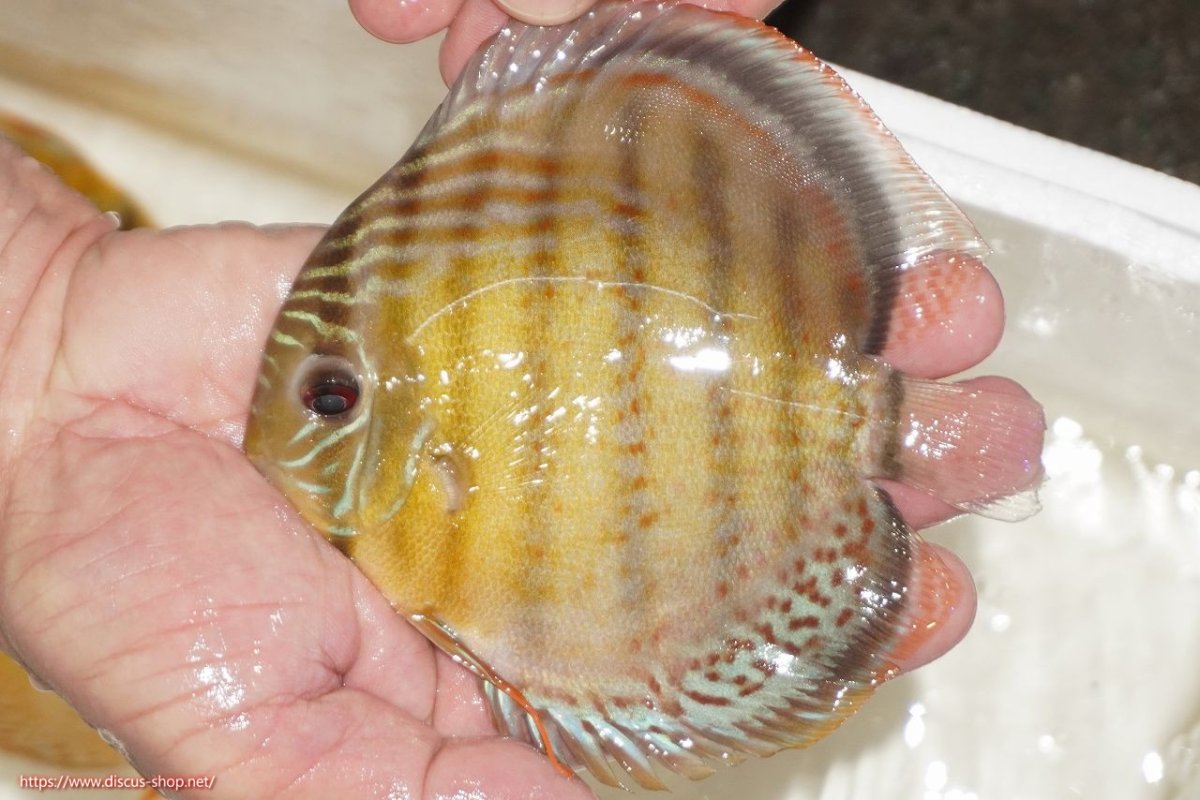 画像1: 【決算セール対象個体】【ワイルドディスカス】【通販】【今シーズン超希少種】アッパーテフェロイヤルグリーン【個体販売】12-13cm（生体）アッパーテフェ産 (1)