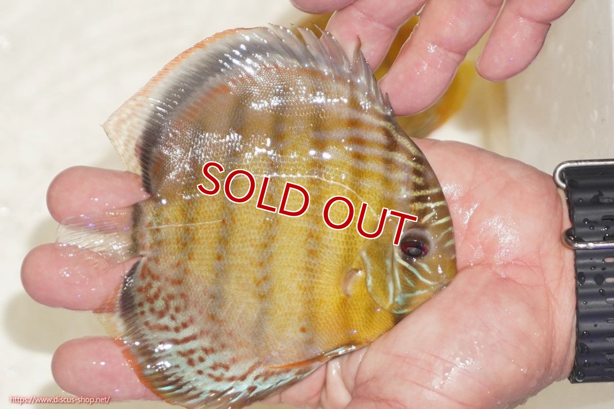 画像2: 【決算セール対象個体】【ワイルドディスカス】【通販】【今シーズン超希少種】アッパーテフェロイヤルグリーン【個体販売】12-13cm（生体）アッパーテフェ産 (2)