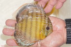 画像2: 【決算セール対象個体】【ワイルドディスカス】【通販】【今シーズン超希少種】アッパーテフェロイヤルグリーン【個体販売】12-13cm（生体）アッパーテフェ産 (2)