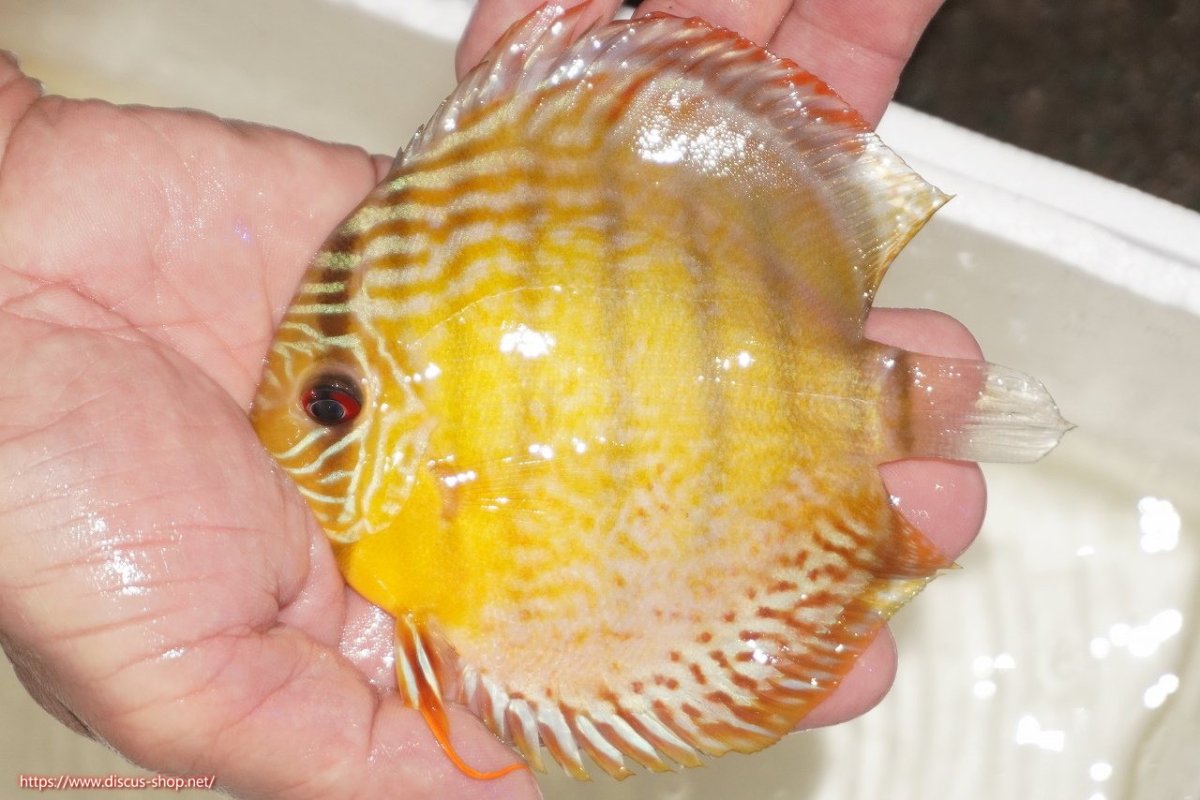 画像1: 【決算セール対象個体】【ワイルドディスカス】【通販】【今シーズン超希少種】アッパーテフェロイヤルグリーン【個体販売】12-13cm（生体）アッパーテフェ産 (1)