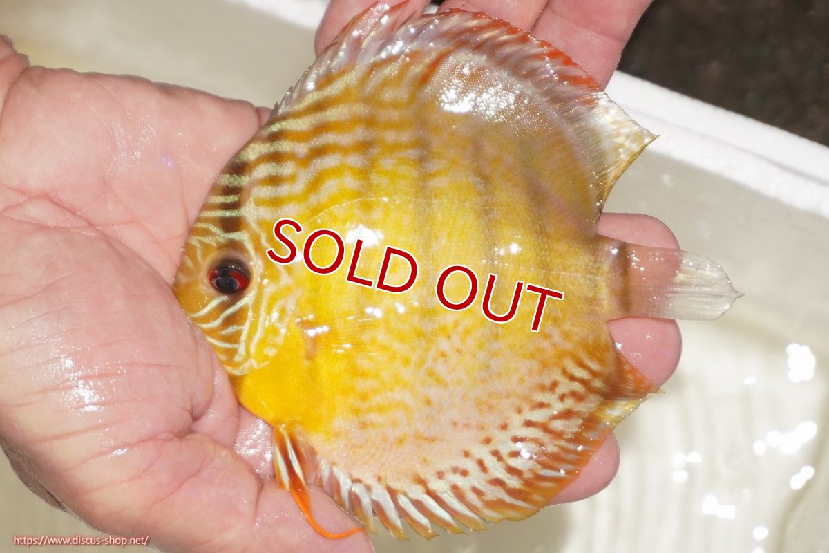 画像1: 【決算セール対象個体】【ワイルドディスカス】【通販】【今シーズン超希少種】アッパーテフェロイヤルグリーン【個体販売】12-13cm（生体）アッパーテフェ産 (1)