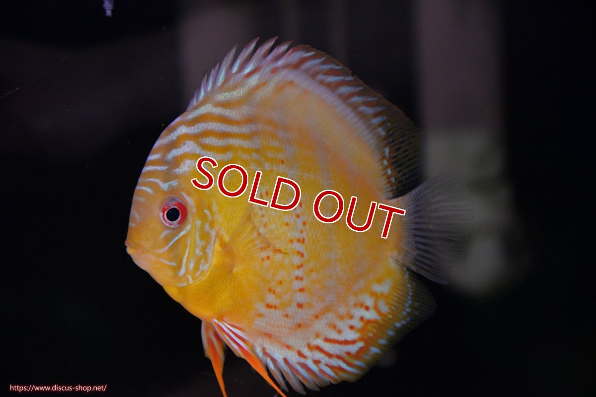 画像1: 【決算セール対象個体】【ワイルドディスカス】【通販】【今シーズン超希少種】アッパーテフェロイヤルグリーン【個体販売】12-13cm（生体）アッパーテフェ産 (1)