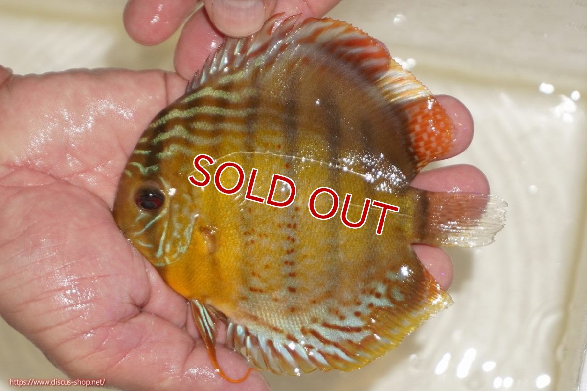 画像2: 【決算セール対象個体】【ワイルドディスカス】【通販】【今シーズン超希少種】アッパーテフェロイヤルグリーン【個体販売】12-13cm（生体）アッパーテフェ産 (2)