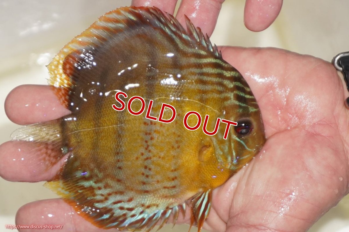 画像3: 【決算セール対象個体】【ワイルドディスカス】【通販】【今シーズン超希少種】アッパーテフェロイヤルグリーン【個体販売】12-13cm（生体）アッパーテフェ産 (3)