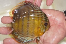 画像3: 【決算セール対象個体】【ワイルドディスカス】【通販】【今シーズン超希少種】アッパーテフェロイヤルグリーン【個体販売】12-13cm（生体）アッパーテフェ産 (3)