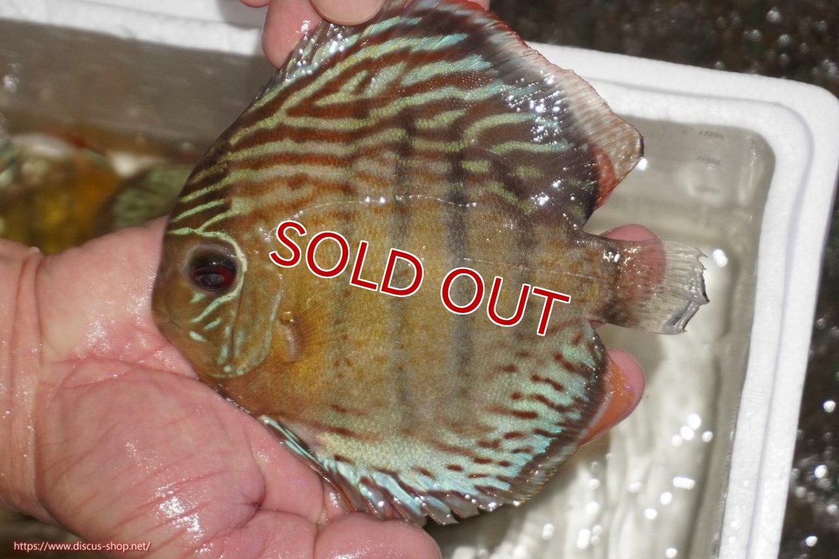 画像1: 【決算セール対象個体】【ワイルドディスカス】【通販】【今シーズン超希少種】アッパーテフェロイヤルグリーン【個体販売】14-16cm（生体）アッパーテフェ産 (1)
