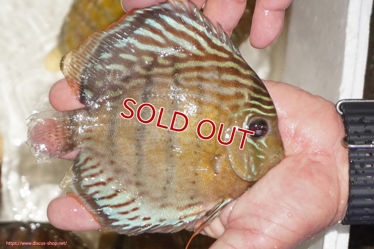 画像2: 【決算セール対象個体】【ワイルドディスカス】【通販】【今シーズン超希少種】アッパーテフェロイヤルグリーン【個体販売】14-16cm（生体）アッパーテフェ産 (2)