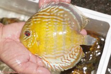 画像1: 【決算セール対象個体】【ワイルドディスカス】【通販】【今シーズン超希少種】アッパーテフェロイヤルグリーン【個体販売】14-16cm（生体）アッパーテフェ産 (1)