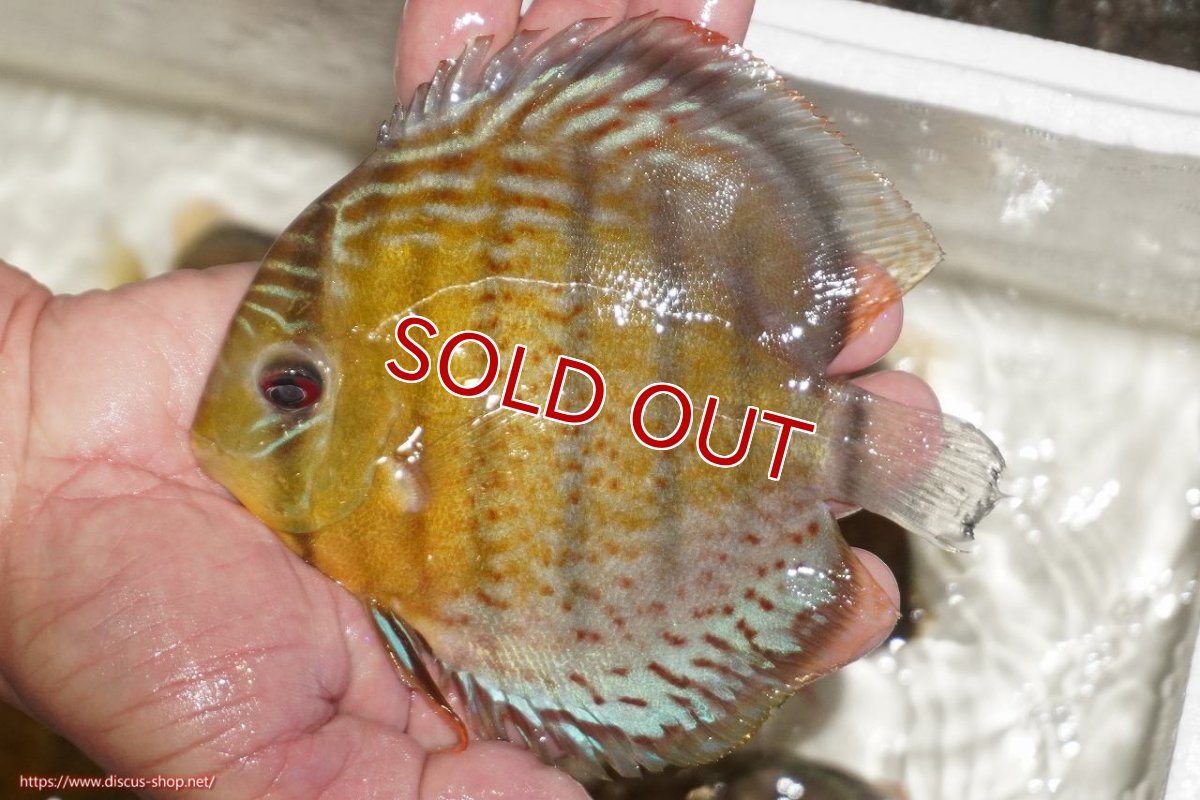 画像1: 【決算セール対象個体】【ワイルドディスカス】【通販】【今シーズン超希少種】アッパーテフェロイヤルグリーン【個体販売】14-16cm（生体）アッパーテフェ産 (1)