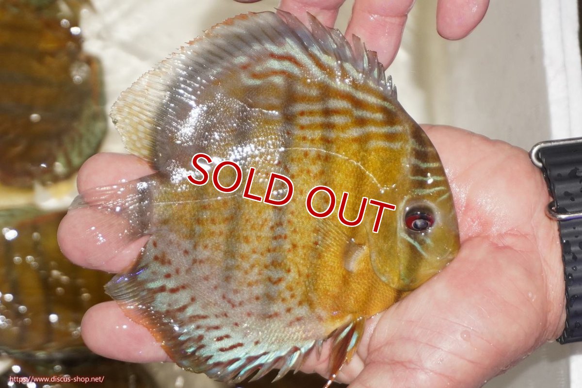 画像2: 【決算セール対象個体】【ワイルドディスカス】【通販】【今シーズン超希少種】アッパーテフェロイヤルグリーン【個体販売】14-16cm（生体）アッパーテフェ産 (2)