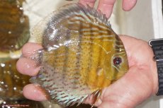 画像2: 【決算セール対象個体】【ワイルドディスカス】【通販】【今シーズン超希少種】アッパーテフェロイヤルグリーン【個体販売】14-16cm（生体）アッパーテフェ産 (2)