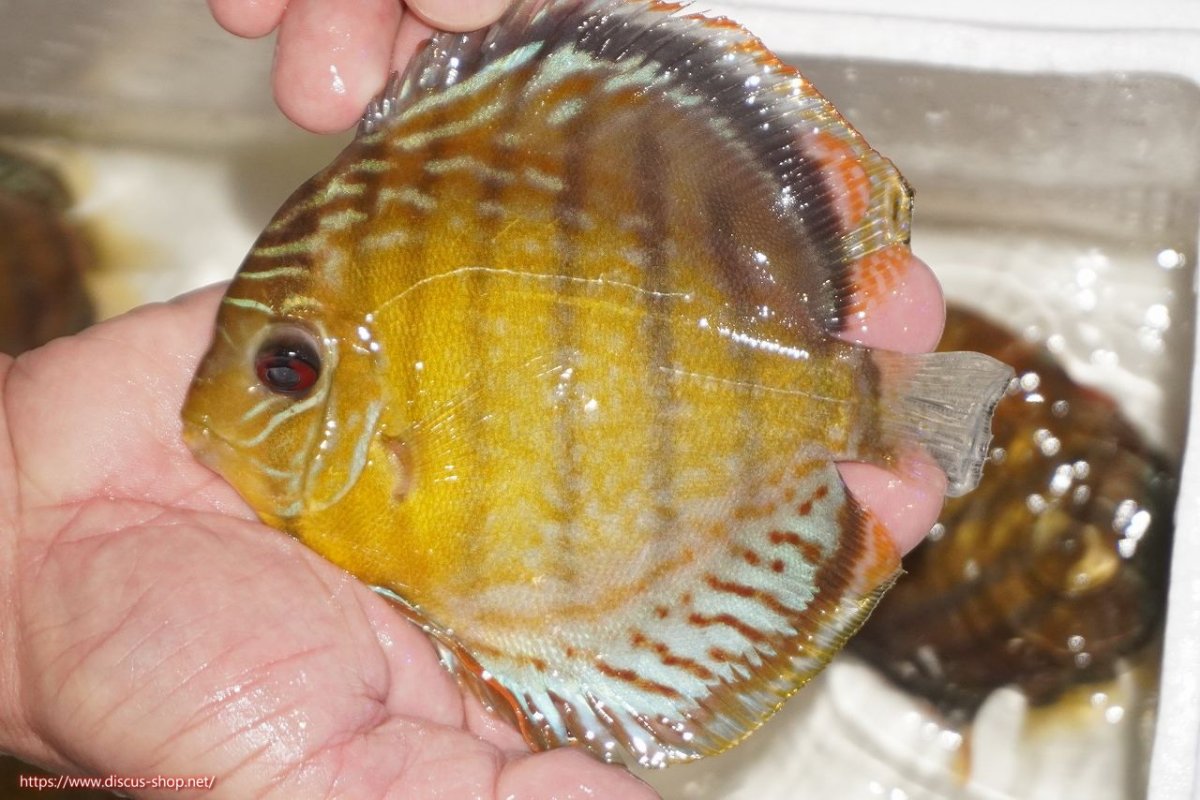 画像1: 【決算セール対象個体】【ワイルドディスカス】【通販】【今シーズン超希少種】アッパーテフェロイヤルグリーン【個体販売】14-16cm（生体）アッパーテフェ産 (1)