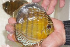 画像2: 【決算セール対象個体】【ワイルドディスカス】【通販】【今シーズン超希少種】アッパーテフェロイヤルグリーン【個体販売】14-16cm（生体）アッパーテフェ産 (2)